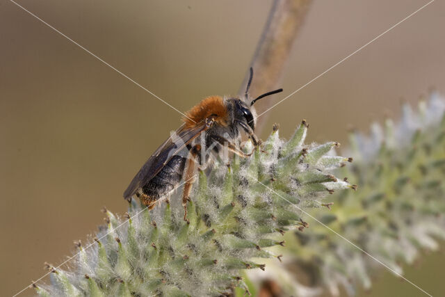 Roodgatje (Andrena haemorrhoa)