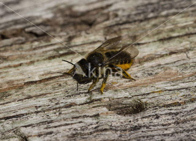 Leafcutter bee (Megachile centuncularis)