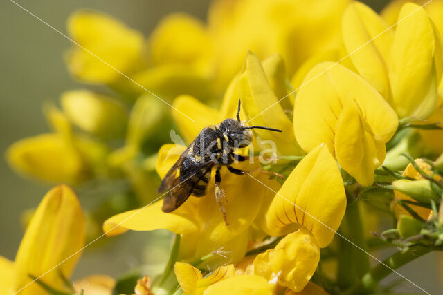 Kleine harsbij (Anthidium strigatum)