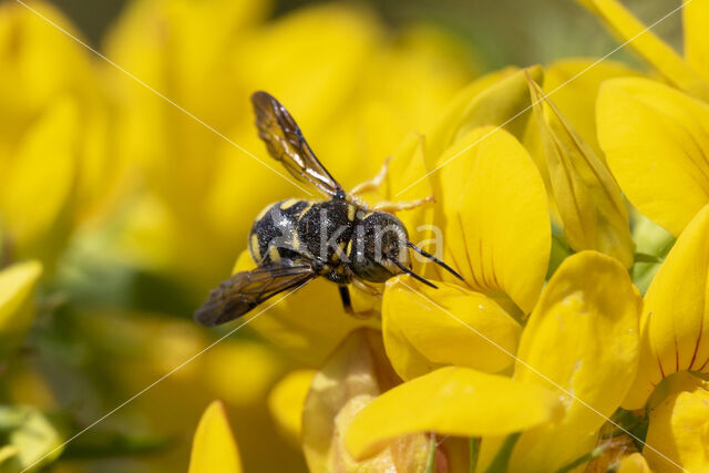 Kleine harsbij (Anthidium strigatum)