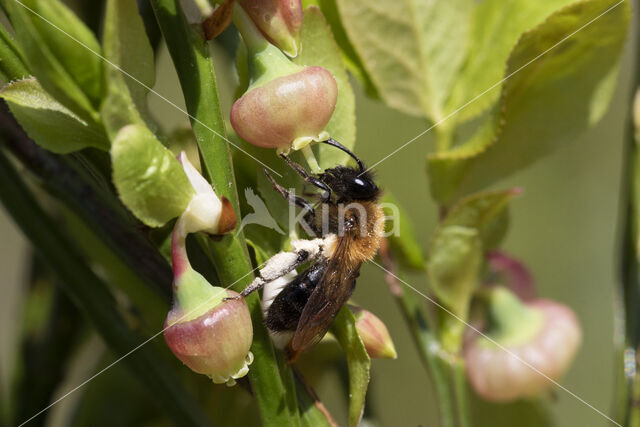 Bosbesbij (Andrena lapponica)