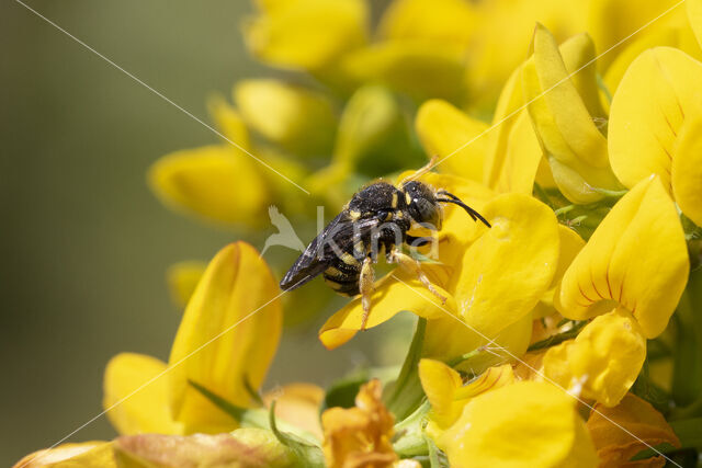 Kleine harsbij (Anthidium strigatum)