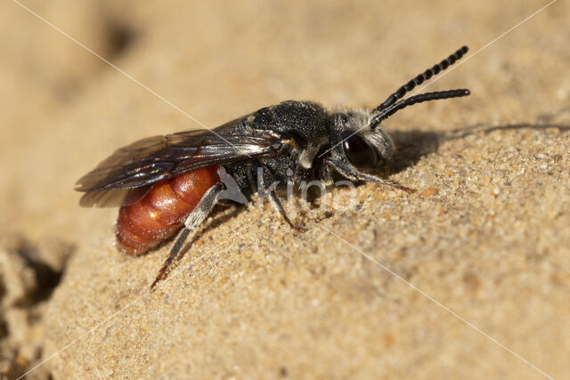 Grote Bloedbij (Sphecodes albilabris)