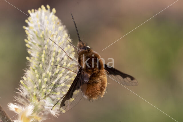 bombylius major