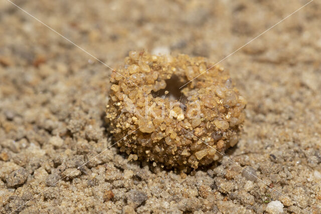 Mierenleeuw (Myrmeleon formicarius)