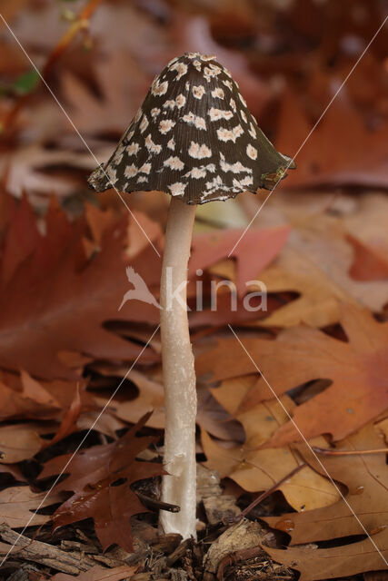 Spechtinktzwam (Coprinus picaceus)