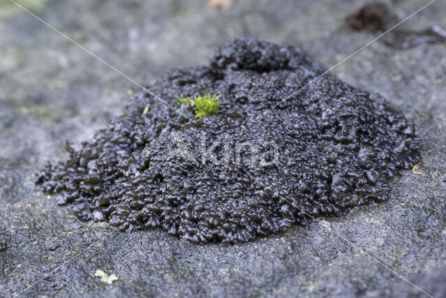 Muurzwelmos (Leptogium turgidum)