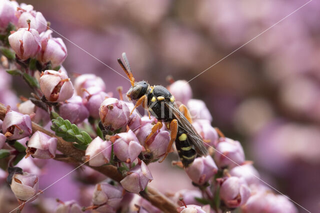 Heidewespbij (Nomada rufipes)