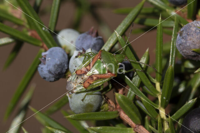 Jeneverbeskielwants (cyphostethus tristriatus)