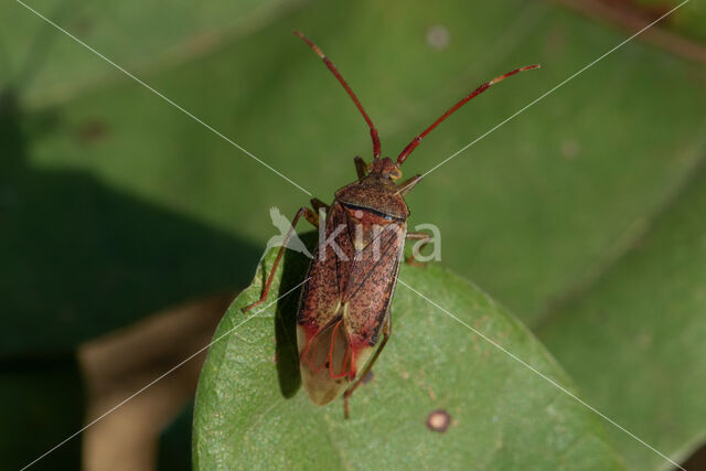 stippelblindwants (pantilius tunicatus)