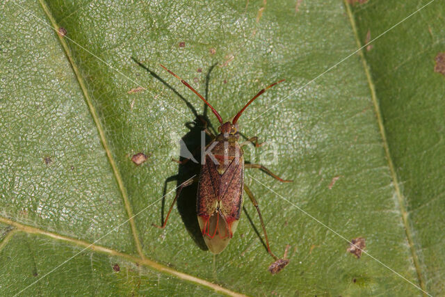 stippelblindwants (pantilius tunicatus)