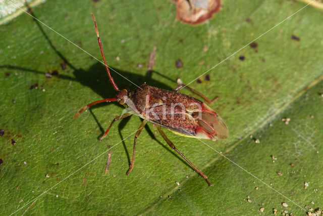 stippelblindwants (pantilius tunicatus)