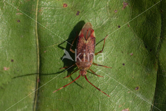 stippelblindwants (pantilius tunicatus)