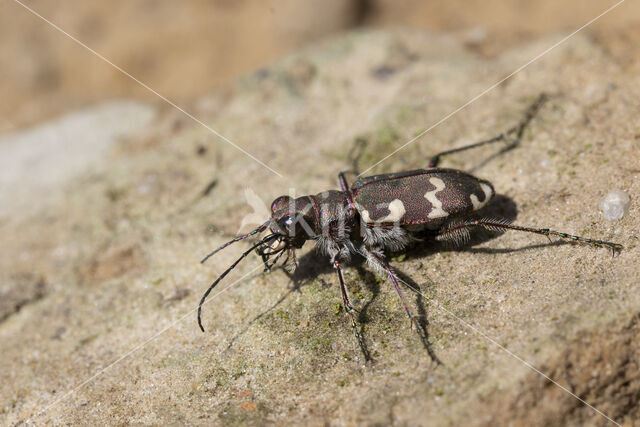 cicindela hybrida