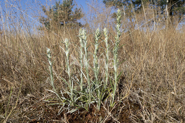 Bosdroogbloem (Gnaphalium sylvaticum)