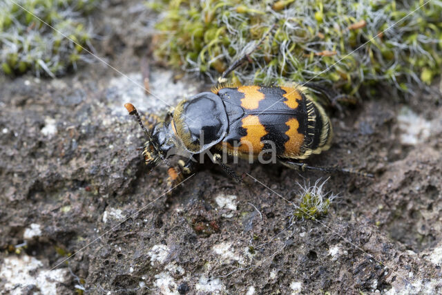 Krompootdoodgraver (Necrophorus vespillo)