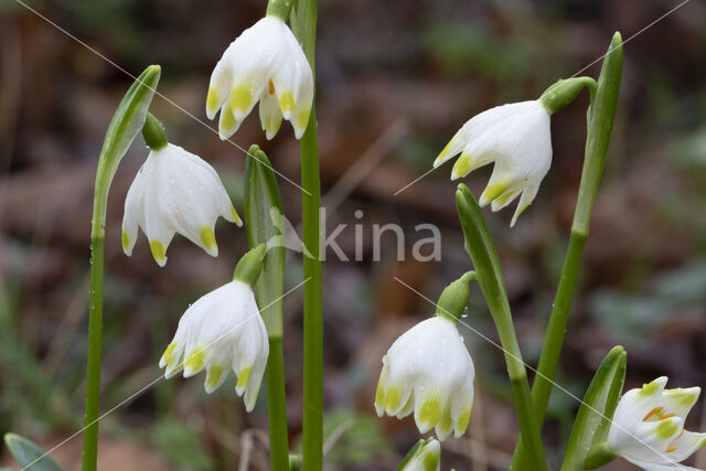 Lenteklokje (Leucojum vernum)