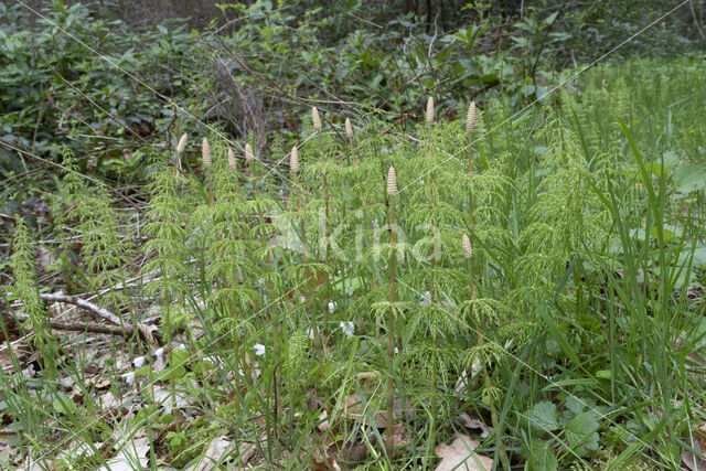 Bospaardenstaart (Equisetum sylvaticum)