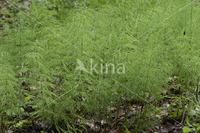 Bospaardenstaart (Equisetum sylvaticum)