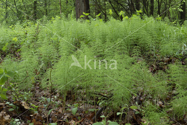 Bospaardenstaart (Equisetum sylvaticum)