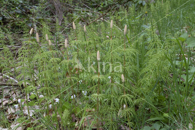 Wood Horsetail (Equisetum sylvaticum)