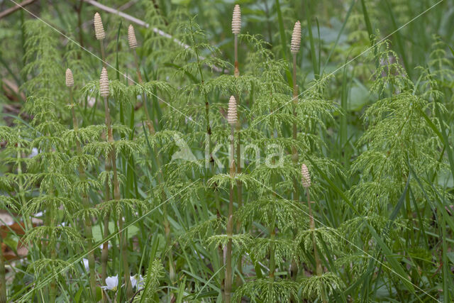 Bospaardenstaart (Equisetum sylvaticum)