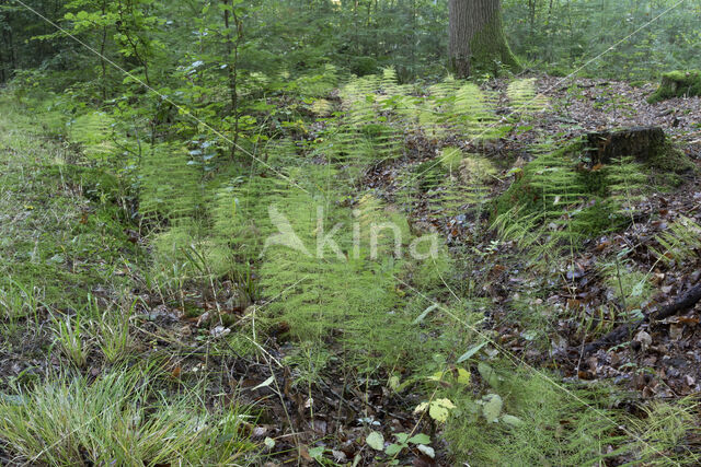 Bospaardenstaart (Equisetum sylvaticum)