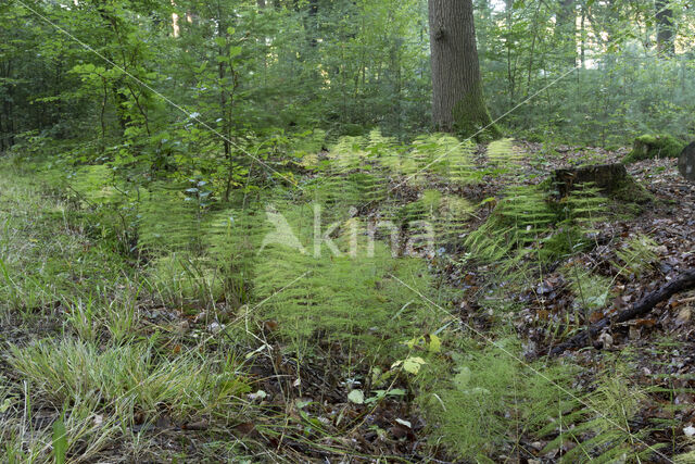 Bospaardenstaart (Equisetum sylvaticum)