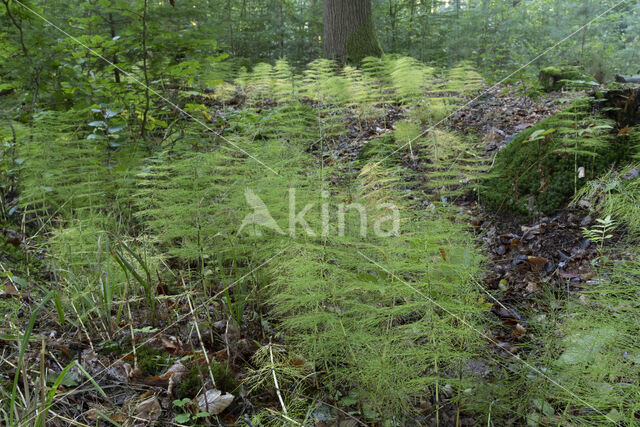 Bospaardenstaart (Equisetum sylvaticum)