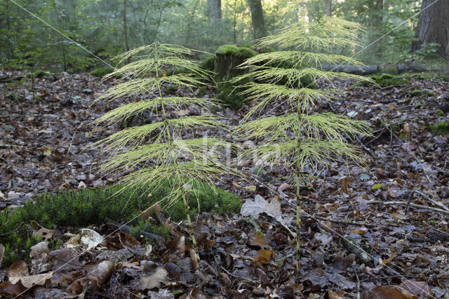 Bospaardenstaart (Equisetum sylvaticum)