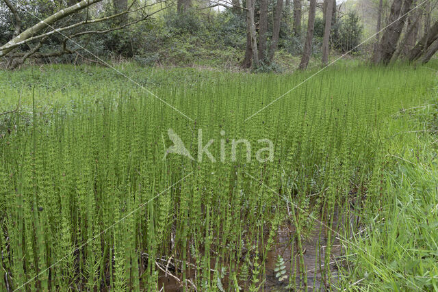 Holpijp (Equisetum fluviatile)