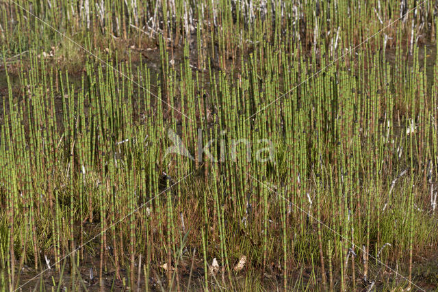 Holpijp (Equisetum fluviatile)