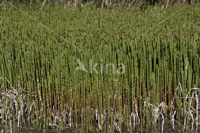 Holpijp (Equisetum fluviatile)