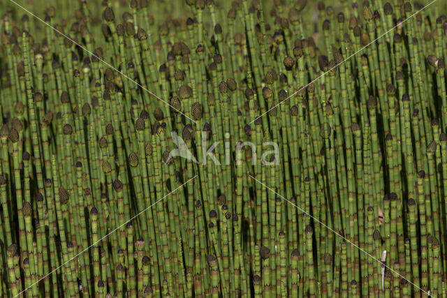 Holpijp (Equisetum fluviatile)