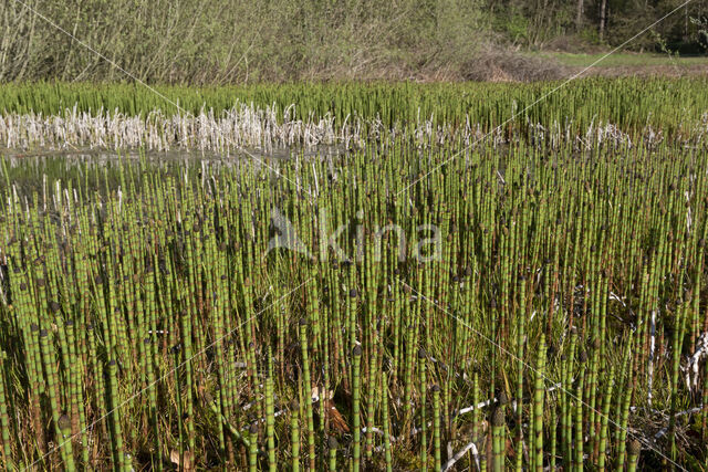 Holpijp (Equisetum fluviatile)