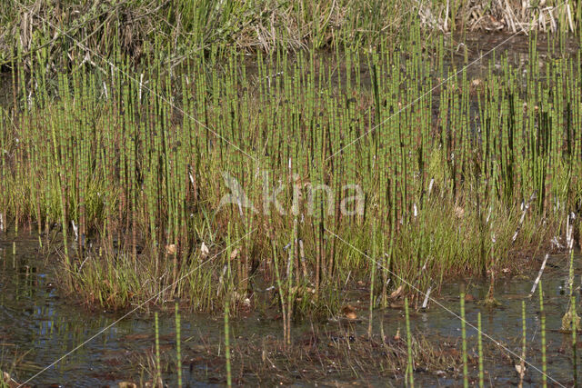 Holpijp (Equisetum fluviatile)