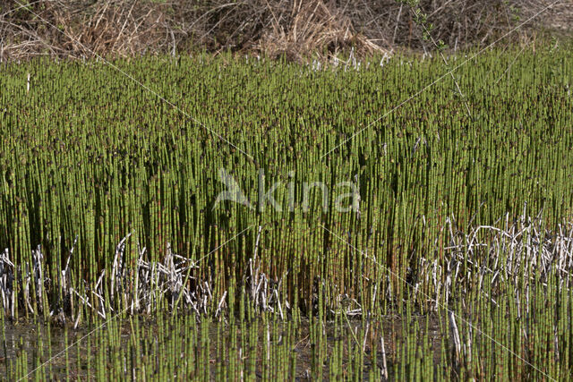 Holpijp (Equisetum fluviatile)