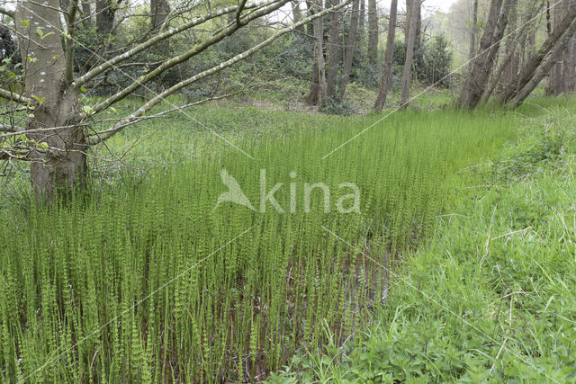 Holpijp (Equisetum fluviatile)