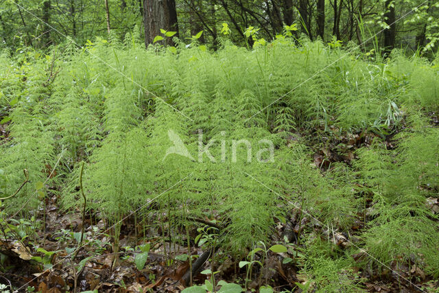 Bospaardenstaart (Equisetum sylvaticum)