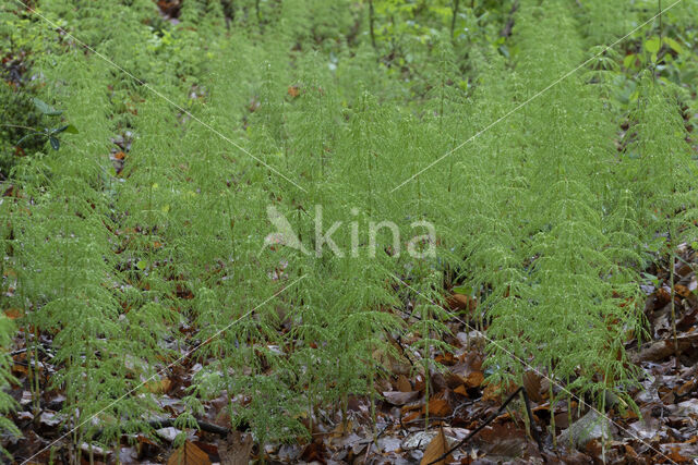 Bospaardenstaart (Equisetum sylvaticum)