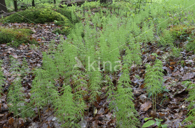 Bospaardenstaart (Equisetum sylvaticum)