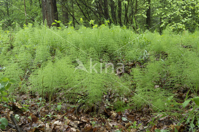 Bospaardenstaart (Equisetum sylvaticum)