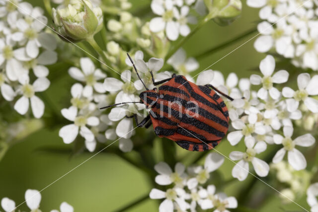 pyjamaschildwants (graphosoma italicum)