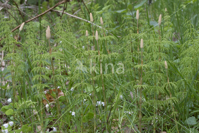 Bospaardenstaart (Equisetum sylvaticum)