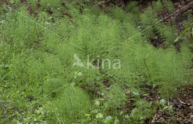 Bospaardenstaart (Equisetum sylvaticum)