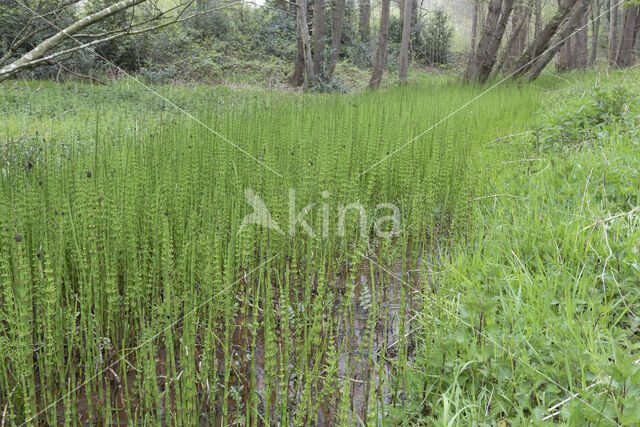 Holpijp (Equisetum fluviatile)