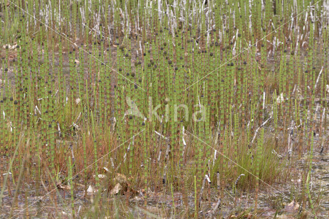 Holpijp (Equisetum fluviatile)