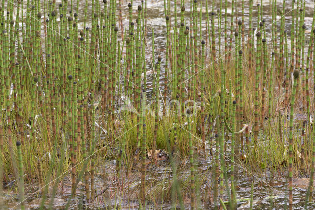 Holpijp (Equisetum fluviatile)