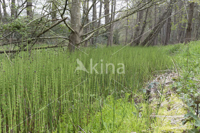 Holpijp (Equisetum fluviatile)