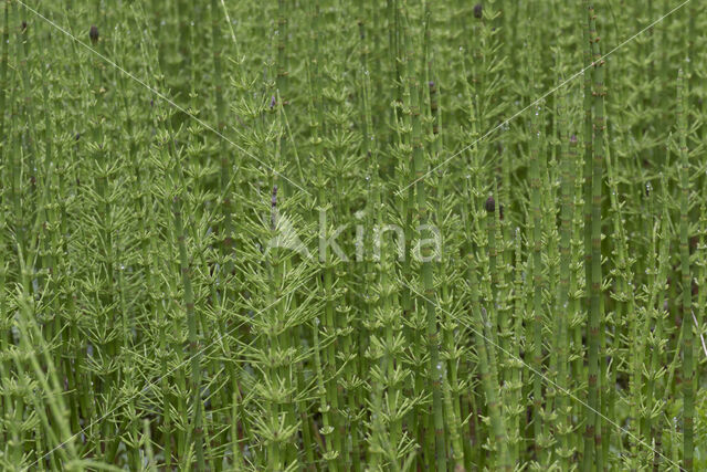 Holpijp (Equisetum fluviatile)